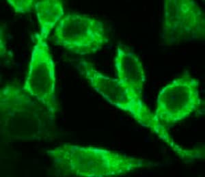 Anti-Caspase-6/CASP-6 antibody [E180](AB32366)