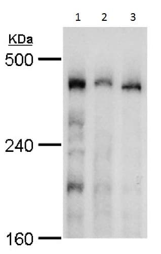Anti-TRRAP antibody(AB227590)