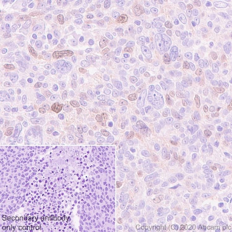 Anti-Rad51 antibody [EPR4030(3)] - BSA and Azide free(AB221796)