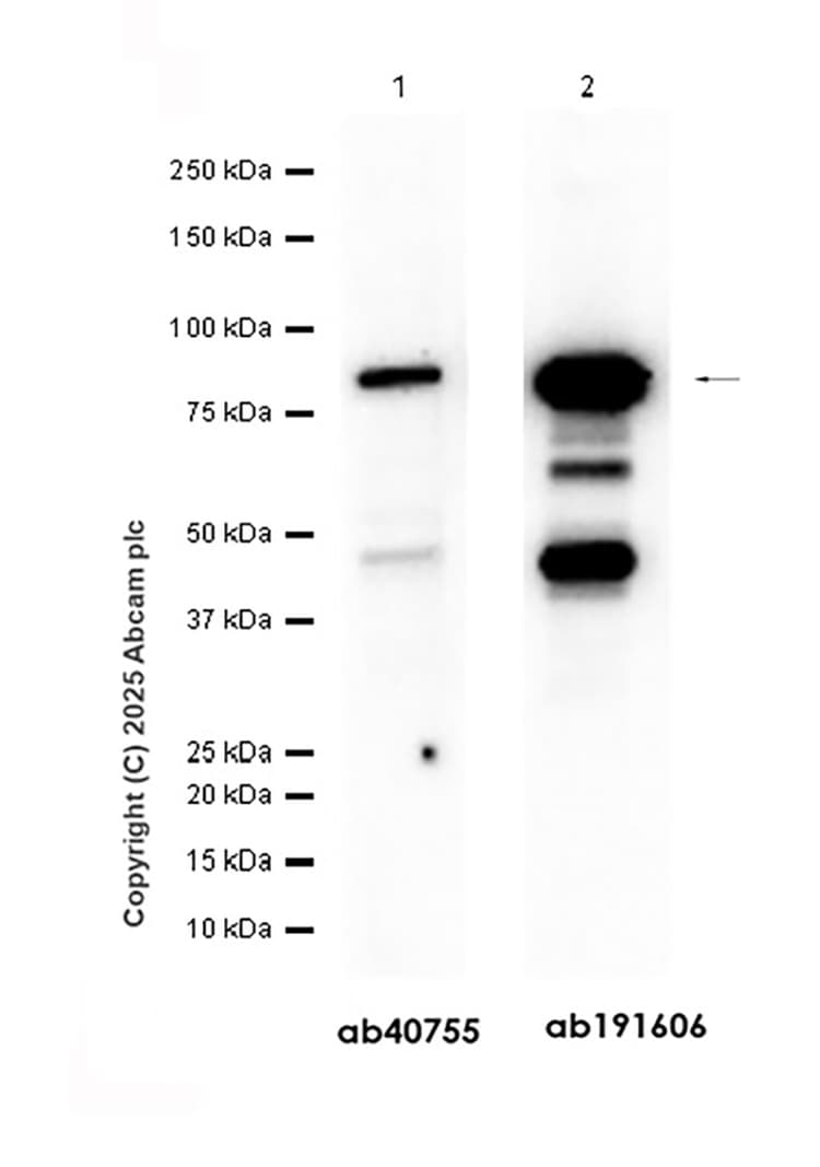 Anti-PI 3 Kinase p85 alpha antibody [EPR18702](AB191606)