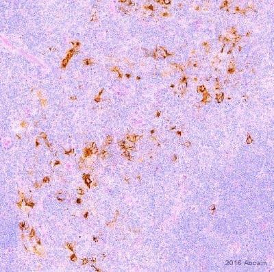 Hrp Fluorescein Antibody Ab6656 Immunohistochemistry Formalin Pfa Fixed Paraffin Embedded Sections Img120904