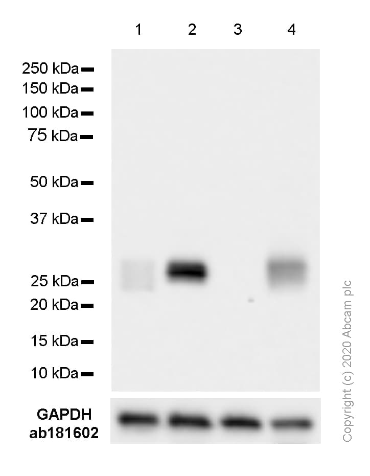 Anti-HLA-DPB1 antibody [SP229](AB227676)