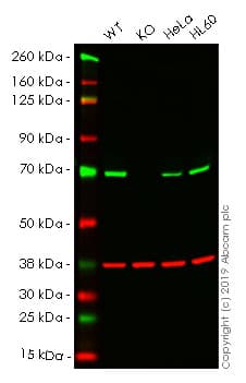 Anti-Pyruvate Dehydrogenase E2 antibody [15D3G9C11](AB110332)