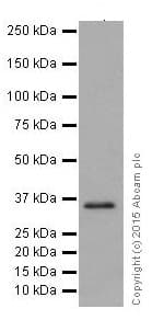 Anti-SC35 antibody [EPR12238](AB204916)