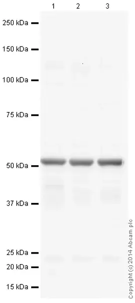 Anti-alpha Tubulin antibody [DM1A] - Loading Control(AB7291)