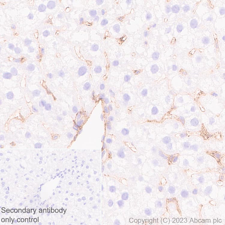 Marcks Antibody Epr28261 90 Bsa And Azide Free Ab315026  Immunohistochemistry Formalin Pfa Fixed Paraffin Embedded Sections Img423776