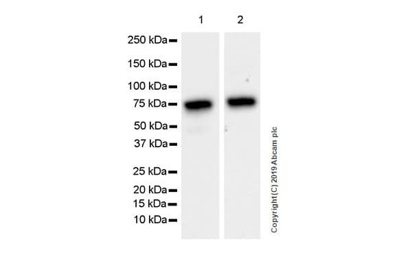 Anti-Optineurin antibody [EPR23059-124](AB242146)