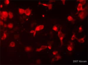 Anti-beta Galactosidase antibody(AB9361)