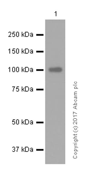 Glutamate Receptor 3 Glua3 Antibody Ep813y Ab40845  Western Blot Img143594