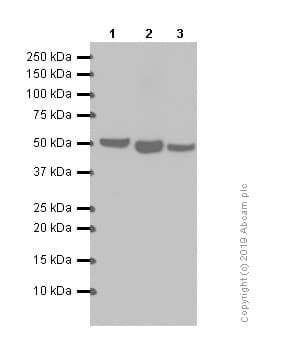 Anti-alpha Tubulin antibody [EP1332Y] - Microtubule Marker(AB52866)