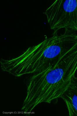 Goat Rabbit Igg H L Alexa Fluor 488 Preadsorbed Ab150085  Immunocytochemistry Immunofluorescence Img15087