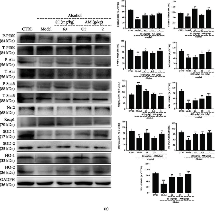 Akt1 Phospho T450 Antibody Epr4157 Ab108266  Western Blot Img443034