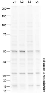Goat Rabbit Igg H L Hrp Preadsorbed Ab97080  Western Blot Img133409