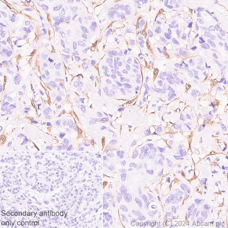 Anti-NNMT antibody [EPR29205-77] - BSA and Azide free