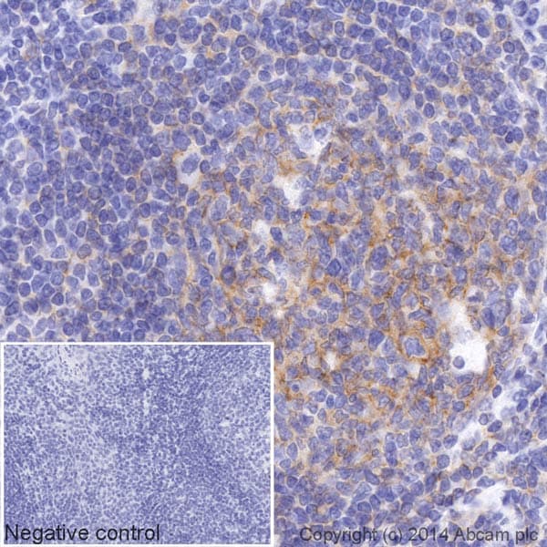HRP Anti-CD19 antibody [EPR5906](AB195896)