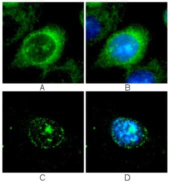 Anti-Lamin B1 antibody [119D5-F1] - Nuclear Envelope Marker(ab8982)