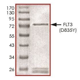Recombinant human Flt3 / CD135 (mutated D835Y) protein (Active)(AB268580)