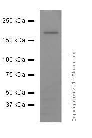 Anti-NMDAR2A antibody [EPR2465(2)](AB124913)