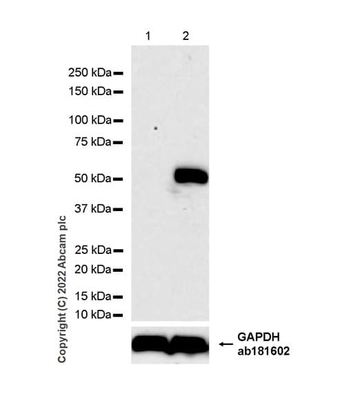 Ifit1 Antibody Epr27276 63 Bsa And Azide Free Ab305302  Western Blot Img405048