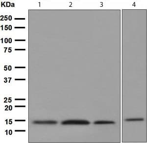 Cystatin C Antibody Epr4413 Ab109508  Western Blot Img116645