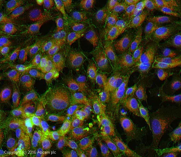 Anti-CD31 antibody [JC/70A](AB9498)