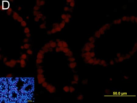 Anti-Cyclin D1 antibody [SP4](AB16663)