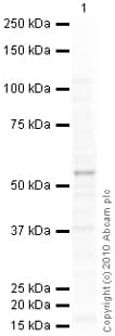 Anti-HNF-4-alpha antibody [K9218](ab41898)