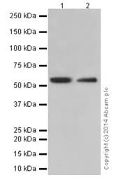Anti-PRD antibody [EPR16959] - BSA and Azide free(AB251246)