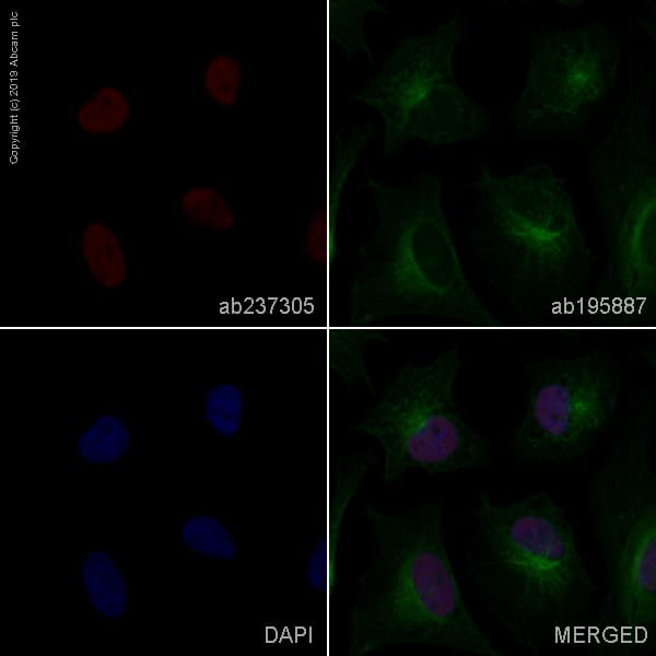 Alexa Fluor 647 Set Taf I Antibody Epr12973 Ab237305  Immunocytochemistry Immunofluorescence Img68233