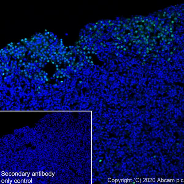 Anti-Pit1 antibody [EPR23555-203](AB273048)