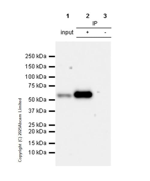 Anti-HDAC1 antibody [EPR23847-170](AB280198)