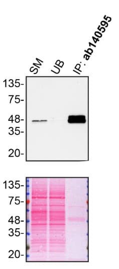 Anti-TIA1 antibody [EPR9304] - BSA and Azide free(AB230829)