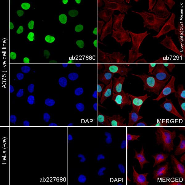 Anti-SOX10 antibody [SP267] - BSA and Azide free(AB245760)