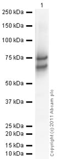 Anti-Chromogranin A antibody(AB15160)