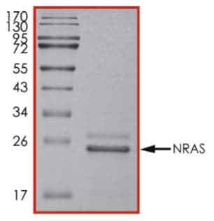 Recombinant human NRAS protein (Active)(AB268821)