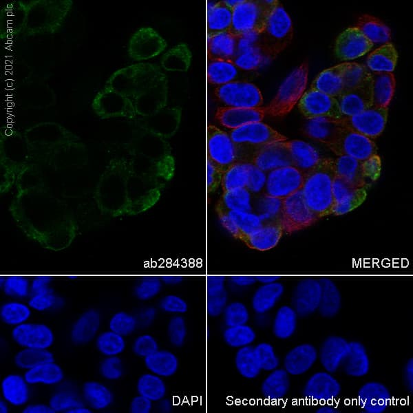 Anti-alpha 1 Fetoprotein antibody [RM1011] - BSA and Azide free(AB284396)