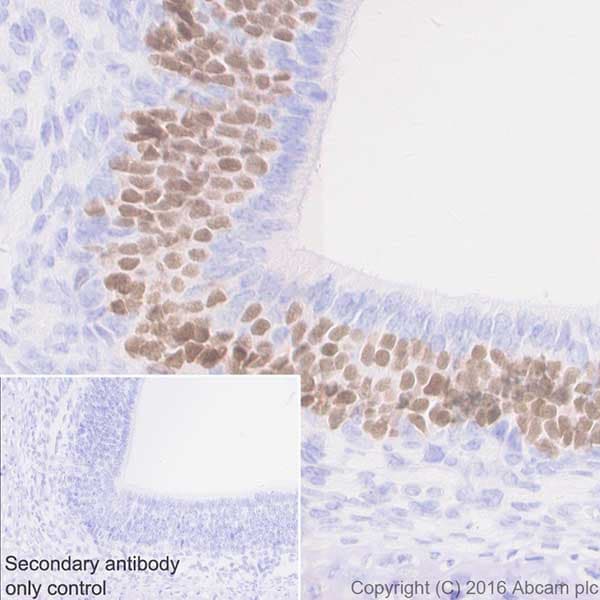 Anti-Lhx2/LH2 antibody [EPR20449] - BSA and Azide free(AB236037)