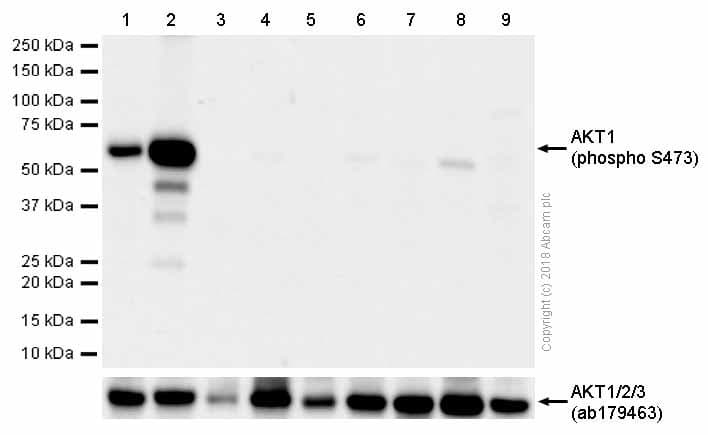 Akt1 Ps473 Akt2 Ps474 Akt3 Ps472 Antibody Epr18853 Ab192623  Western Blot Img27987