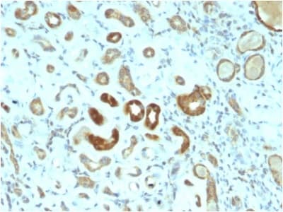 Anti-STAT3 antibody [STAT3/2409] - BSA and Azide free(AB237909)
