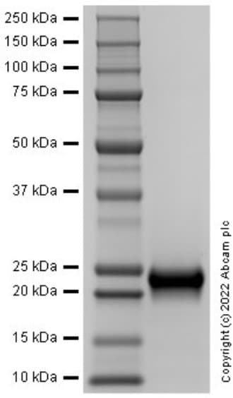 Ab291057  Sds Page Img402634