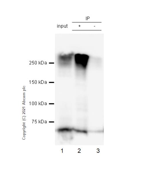 Anti-MAP2 antibody [EPR22036-127](AB221693)