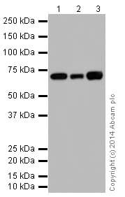 Hsp70 Antibody Epr17677 Ab182844  Western Blot Img146684