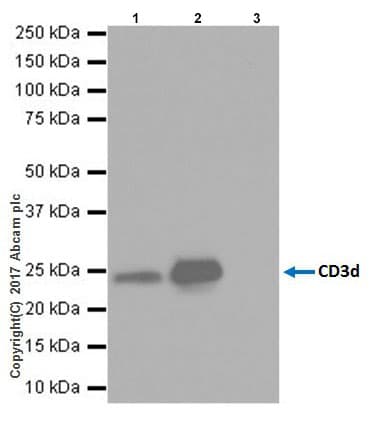 Cd3d Antibody Epr20544 Bsa And Azide Free Ab229280  Immunoprecipitation Img15937