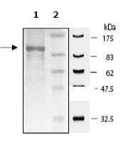 Recombinant human MAP4K5 protein(ab56636)
