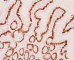 Anti-HNF-4-alpha antibody [K9218](ab41898)