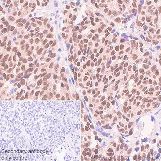 Mature Oligodendrocyte Marker (Olig2, MBP, MOG, SOX10) Antibody Sampler Panel - Human, Mouse(AB254026)