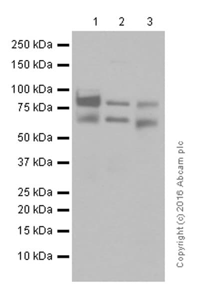 Anti-ADAM10 antibody [EPR5622](AB124695)