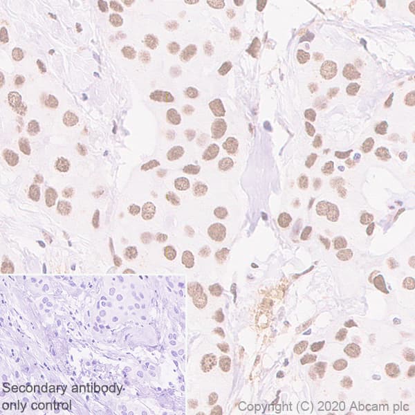 Anti-HP1 alpha antibody [EPR5777] - BSA and Azide free(AB226049)