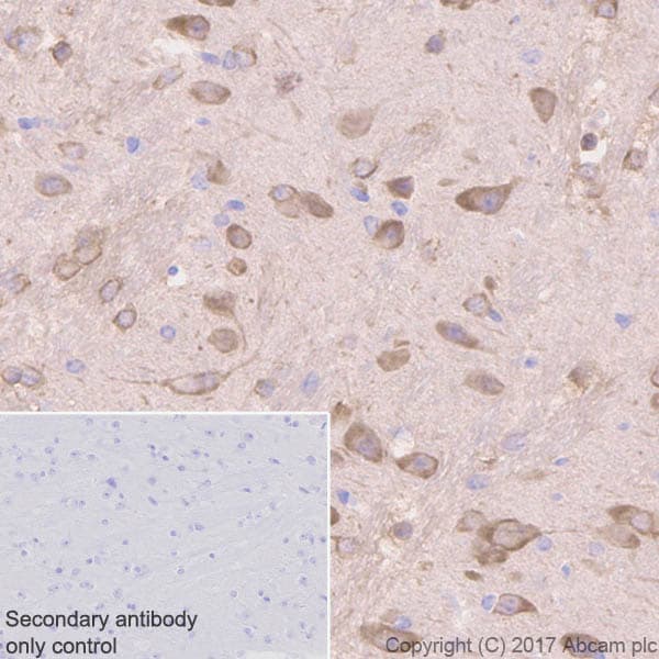 Anti-Tau (phospho T231) antibody [EPR2488] - BSA and Azide free(AB156624)