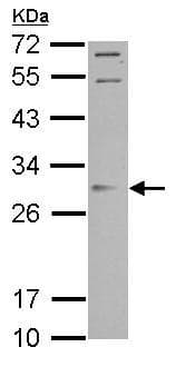 Anti-Orai2 antibody(AB155216)
